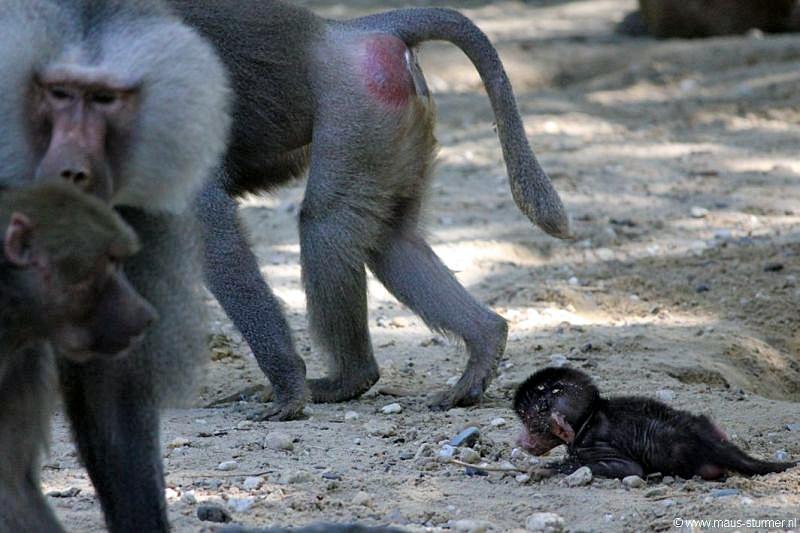 2010-08-24 (629) Aanranding en mishandeling gebeurd ook in de apenwereld.jpg